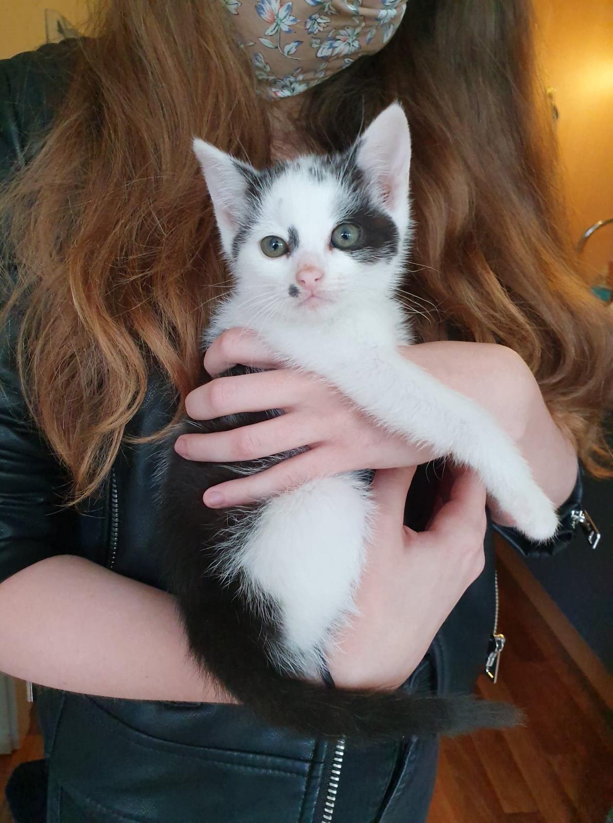 Roméo, le jour de son adoption, 19 juin 2020