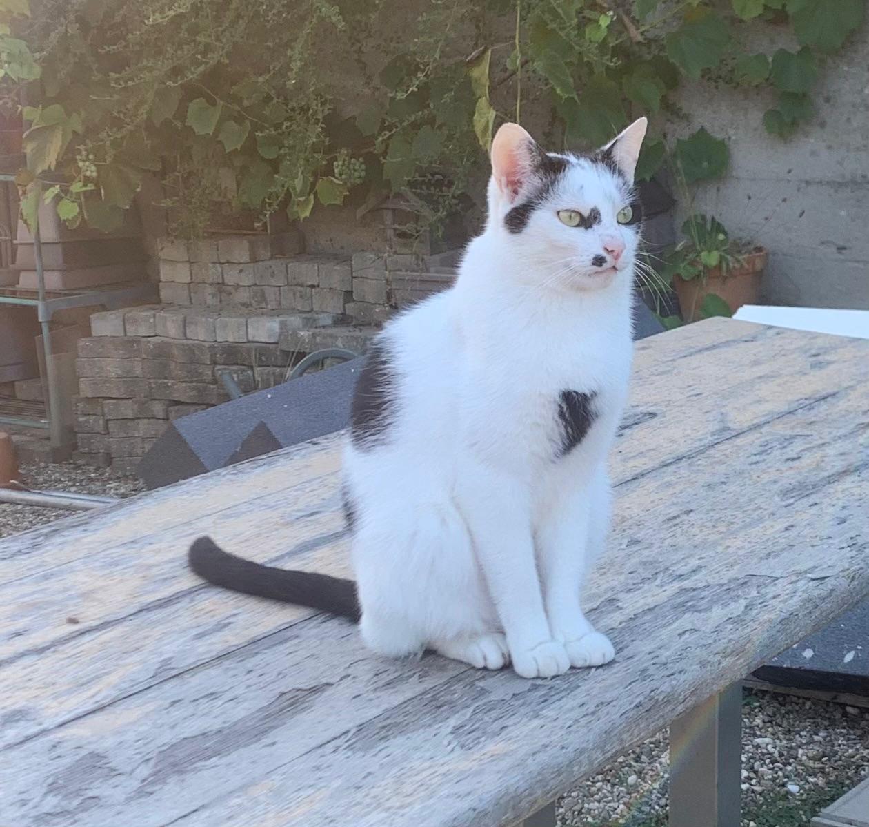 Roméo adulte chez les parents