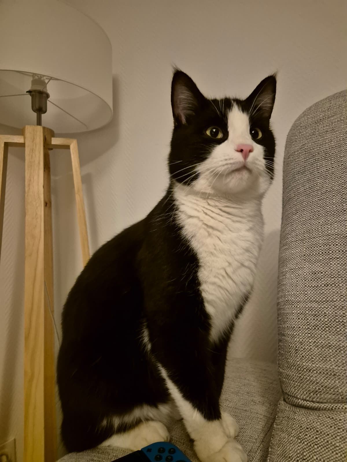 Yuri, notre petit chat adoré